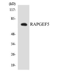Western blot analysis of the lysates from COLO205 cells using RAPGEF5 antibody