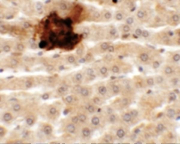 a12927 sytl5 primary antibodies ihc testing 2