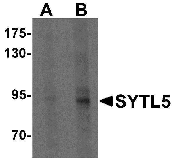 a12927 sytl5 primary antibodies wb testing 1