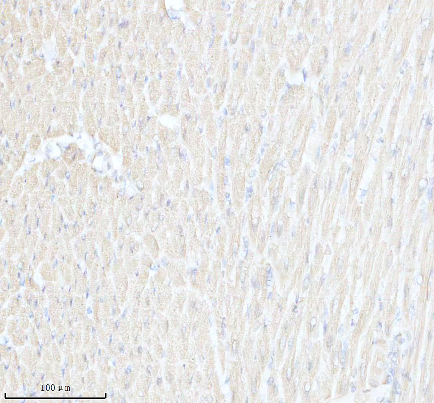 IHC analysis of MRPS27 using anti-MRPS27 antibody (A12929-1)