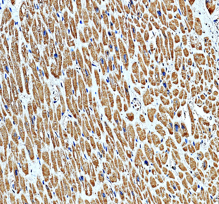 a12929 1 mrps27 primary antibodies ihc testing 4