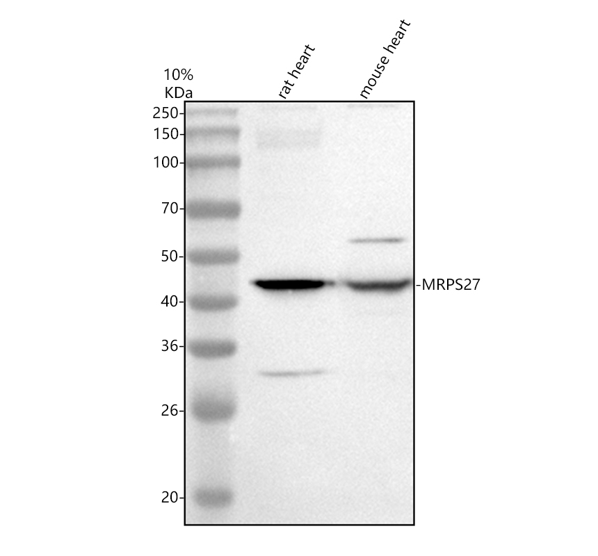 Western blot analysis of MRPS27 using anti-MRPS27 antibody (A12929-1)