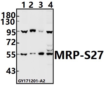 Western blot (WB) analysis of MRP-S27 (Y48) pAb at 1:500 dilution
Lane1:CT26 whole cell lysate(40ug)
Lane2:BV2 whole cell lysate(20ug)
Lane3:C6 whole cell lysate(40ug)
Lane4:HEK293T whole cell lysate(40ug)