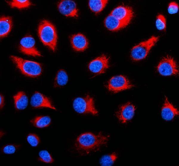 a12931 1 pofut3 primary antibodies if testing 1