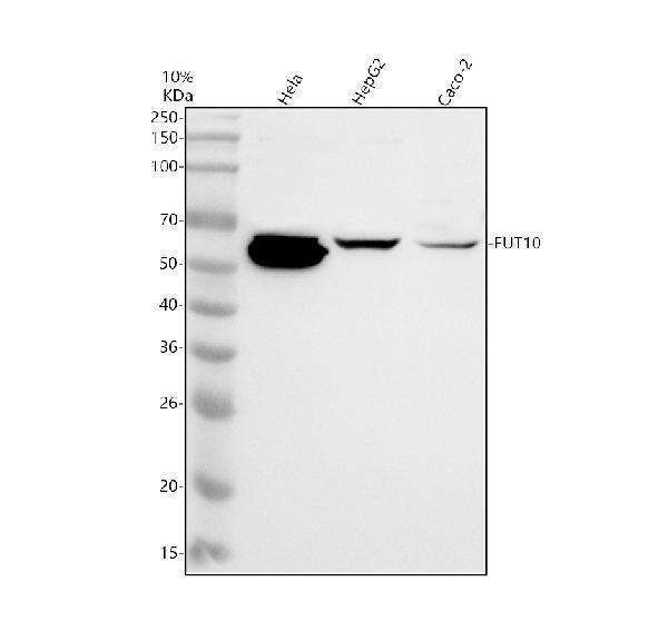 Anti-POFUT3 Antibody Picoband&reg;