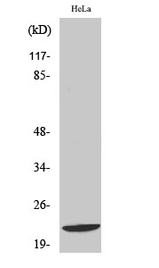 Western blotting validation for Anti-Di-Ras1 Antibody A12940-1
Western Blot (WB) analysis of specific cells using Di-Ras1 polyclonal antibody