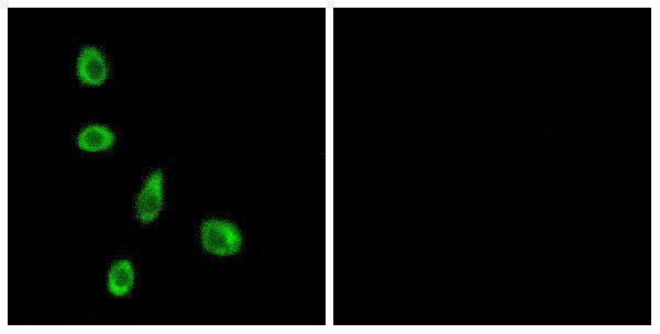 a12941 or8j1 primary antibodies if testing 1