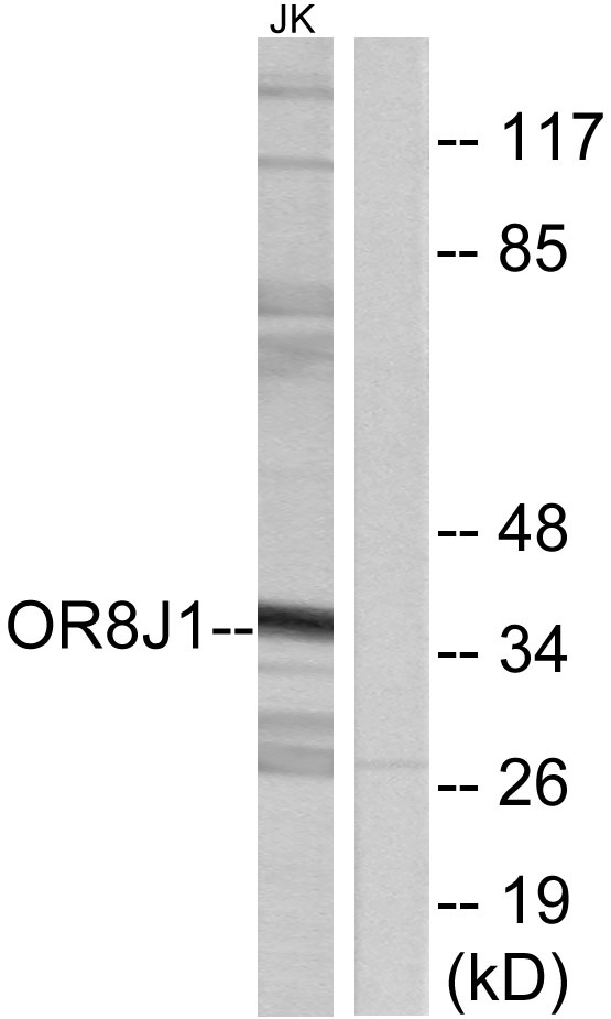 a12941 or8j1 primary antibodies wb testing 3