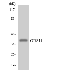 a12941 or8j1 primary antibodies wb testing 4