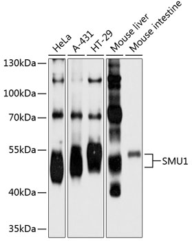 Western blot analysis of extracts of various cell lines, using SMU1 antibody  at 1:1000 dilution