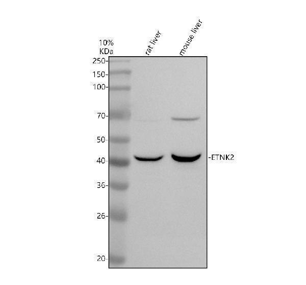 Western blot analysis of ETNK2 using anti-ETNK2 antibody (A12947-2)