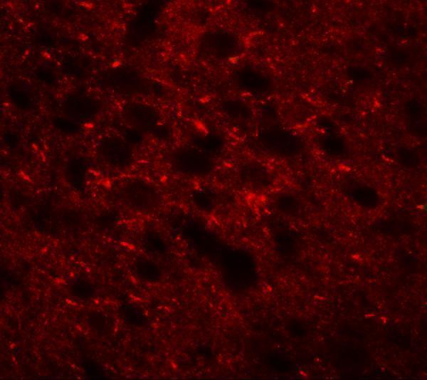 Immunofluorescence of TMEM88 in mouse brain tissue with TMEM88 antibody at 20 μg/mL