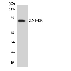 a12954 1 znf420 primary antibodies wb testing 1