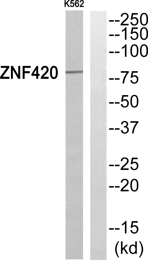 a12954 1 znf420 primary antibodies wb testing 3
