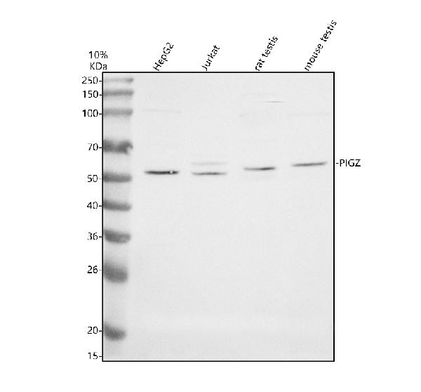 a12958 pigz primary antibodies wb testing 1