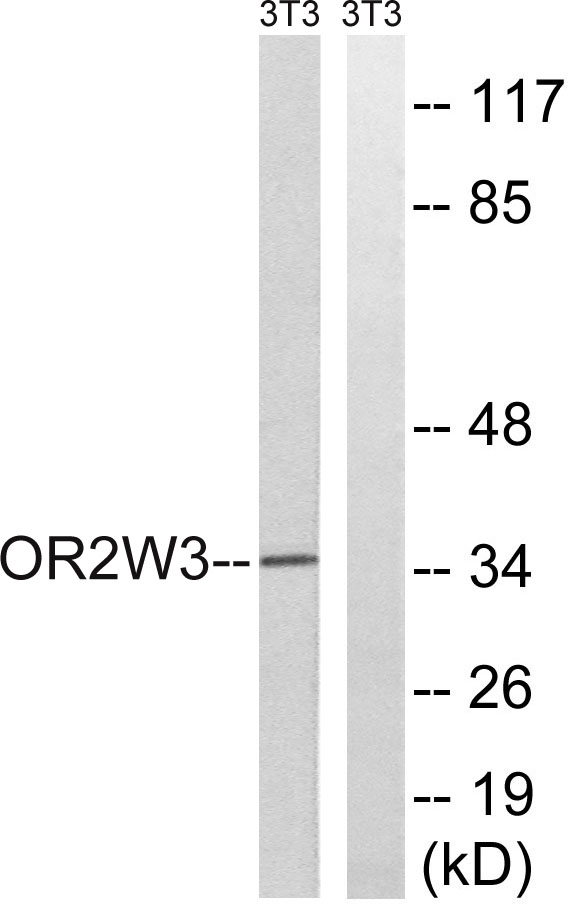 Western blot analysis of lysates from NIH/3T3 cells, using OR2W3 Antibody