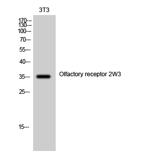 Western Blot analysis of 3T3 cells using Olfactory receptor 2W3 Polyclonal Antibody