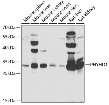 a12964 phyhd1 primary antiboties wb testing 1