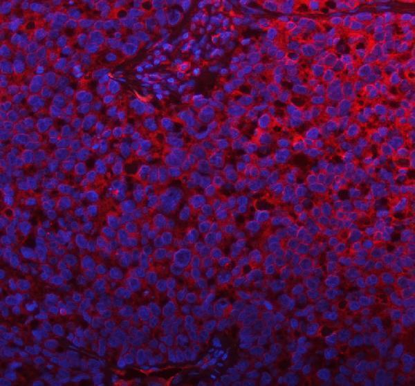 a12971 plbd2 primary antibodies if testing 12