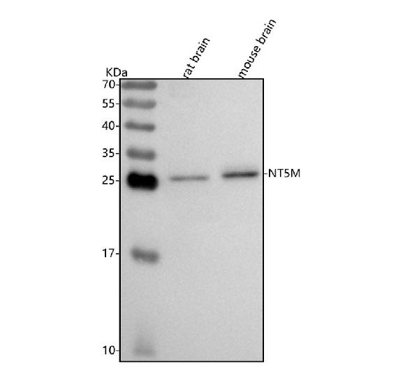 Figure 1. Western blot analysis of NT5M using anti-NT5M antibody (A12979-1). Electrophoresis was performed on a 5-20% SDS-PAGE gel at 70V (Stacking gel) / 90V (Resolving gel) for 2-3 hours. The sample well of each lane was loaded with 30 ug of sample under reducing conditions. Lane 1: rat brain tissue lysates, Lane 2: mouse brain tissue lysates. After electrophoresis, proteins were transferred to a nitrocellulose membrane at 150 mA for 50-90 minutes. Blocked the membrane with 5% non-fat milk/TBS for 1.5 hour at RT. The membrane was incubated with rabbit anti-NT5M antigen affinity purified polyclonal antibody (Catalog # A12979-1) at 0.5 microg/mL overnight at 4°C, then washed with TBS-0.1%Tween 3 times with 5 minutes each and probed with a goat anti-rabbit IgG-HRP secondary antibody at a dilution of 1:5000 for 1.5 hour at RT. The signal is developed using an Enhanced Chemiluminescent detection (ECL) kit (Catalog # EK1002) with Tanon 5200 system. A specific band was detected for NT5M at approximately 26 kDa. The expected band size for NT5M is at 26 kDa.