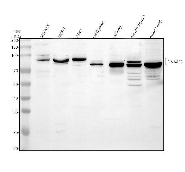 a12980 dnaaf5 primary antibodies wb testing 1