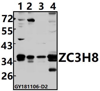 a12985 1 zc3h8 primary antiboties wb testing 1
