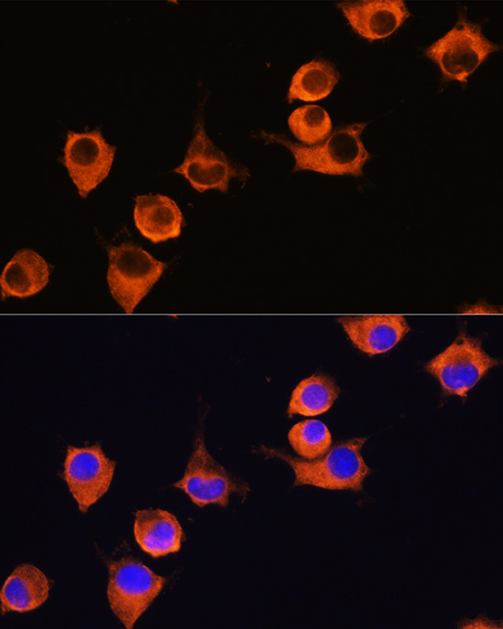 Immunofluorescence analysis of L929 cells using MFI2 Rabbit pAb  at dilution of 1:100 