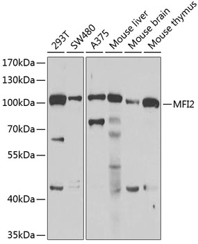 Western blot analysis of extracts of various cell lines, using MFI2 antibody  at 1:1000 dilution