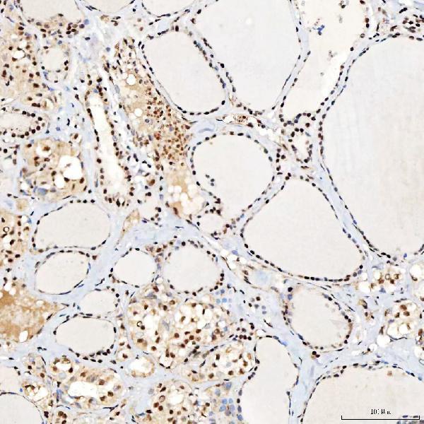 a12991 2 snrnp40 primary antibodies ihc testing 13