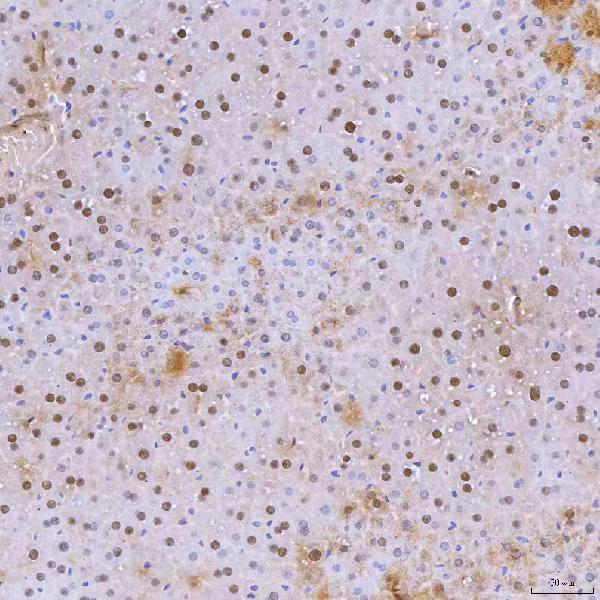 a12991 2 snrnp40 primary antibodies ihc testing 17