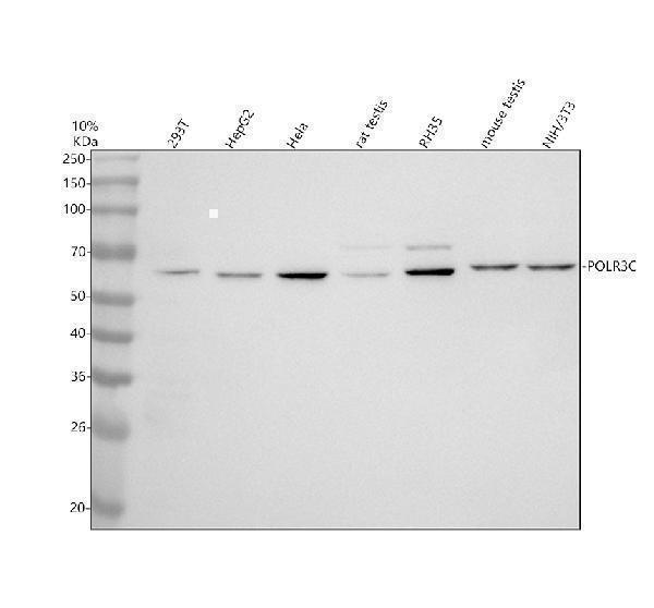 Western blot analysis of POLR3C using anti-POLR3C antibody (A12992-2)