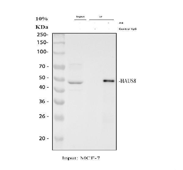 a12994 2 haus8 primary antibodies ip testing 1
