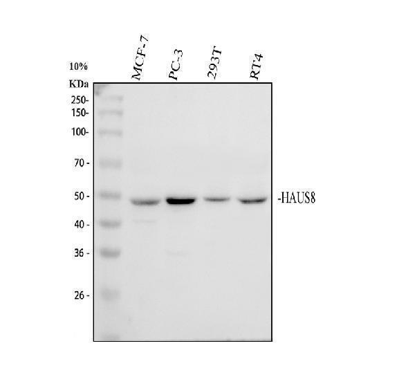 a12994 2 haus8 primary antibodies wb testing 1_1