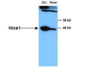 a12994 haus8 primary antibodies wb testing 1