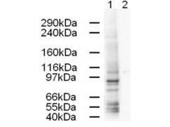 a12998 ap1g1 primary antibodies wb testing 1