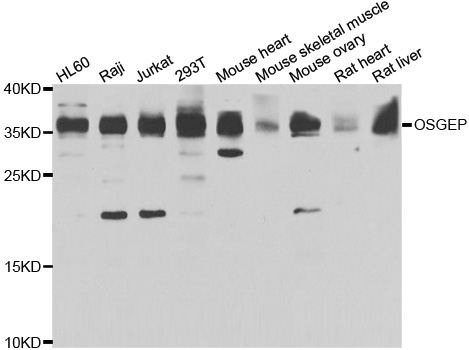 Western blot analysis of extracts of various cell lines, using OSGEP antibody