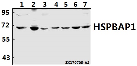 a13002 1 hspbap1 primary antiboties wb testing 1
