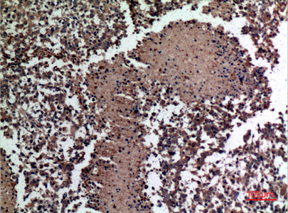 a13002 2 hspbap1 primary antibodyes ihc testing 3