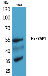 a13002 2 hspbap1 primary antibodyes wb testing 1