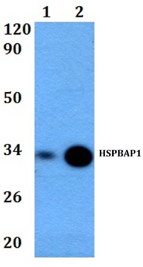 Western blot (WB) analysis of HSPBAP1 polyclonal antibody at 1:500 dilution  Lane1:HEK293T whole cell lysate
Lane2:RAW264