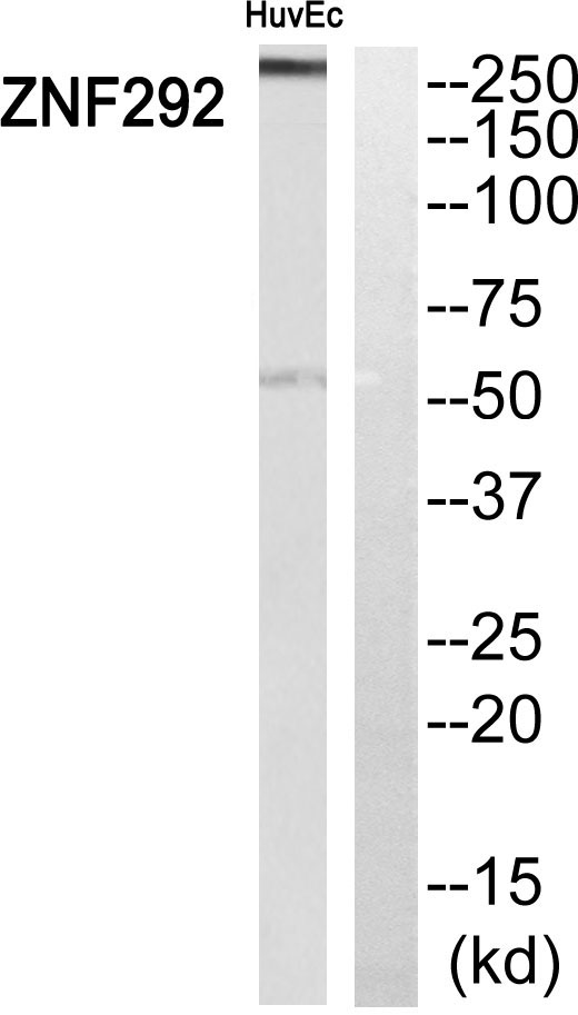a13003 znf292 primary antibodies wb testing 1