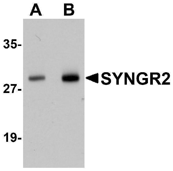 a13004 syngr2 primary antibodies wb testing 1