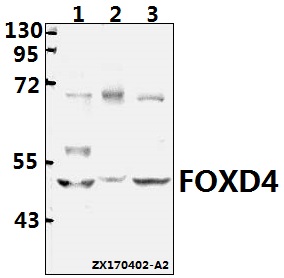 a13010 1 foxd4 primary antiboties wb testing 1