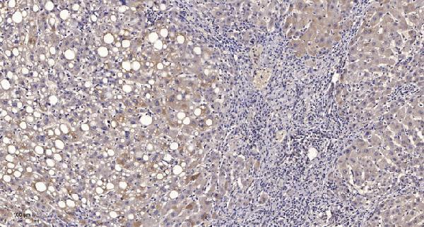 a13011 1 mrpl14 primary antibodies ihc testing 1