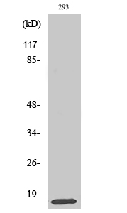 Western Blot analysis of various cells using MRP-L14 Polyclonal Antibody diluted at 1:2000