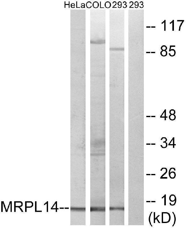 Western blot analysis of lysates from 293, HeLa, and COLO cells, using MRPL14 Antibody