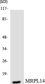 Western blot analysis of the lysates from HUVECcells using MRPL14 antibody