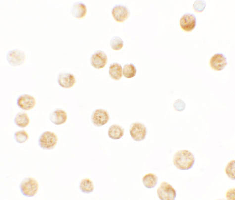 a13012 gbp6 primary antibodies icc testing 2