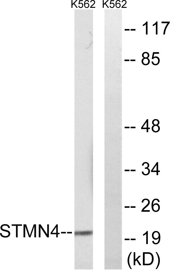 a13020 stmn4 primary antibodies wb testing 2