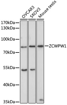 a13023 zcwpw1 primary antiboties wb testing 1